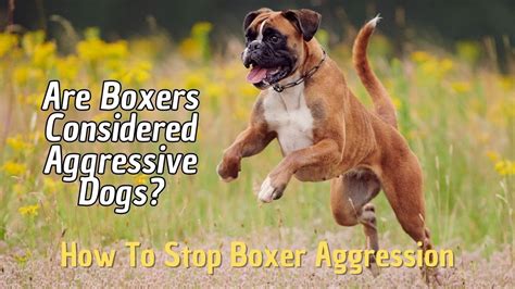 Are boxers aggressive. Things To Know About Are boxers aggressive. 